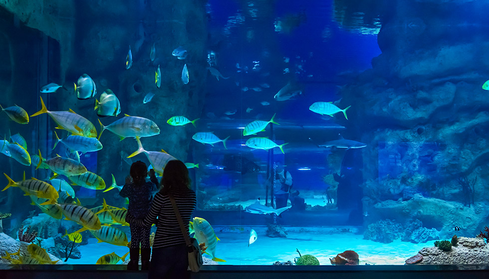 Carteret County Beaufort Airport Aquarium